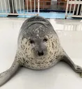 seal