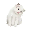 4984coquettekitten