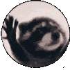 pedropedro Discord emoji