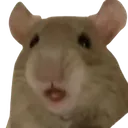 ooo