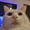 whatcatt whatcatt