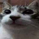 stare