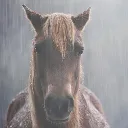 horse horse