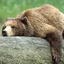 bear_lazy Discord sticker from The Lumberyard™