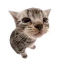 4602kawaiicatlookingcamera