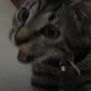 cat_happyCheeseburger Discord Emoji