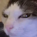 extreme_judgement
