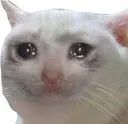 Catcry