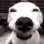 happydog happydog
