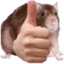 ratup