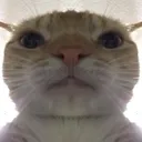 cat_cringe