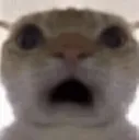 cat_shock