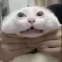 cuh