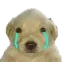 dog_sad