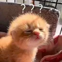 Confusedkitty Discord Emoji