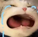 Cryingcat cryingcat Discord Emoji