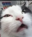 bleh