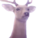 deer_stare