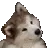 confuseddog