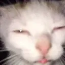 whatcat