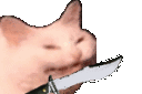 Catstab Discord Emoji