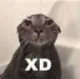 xD