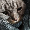 koichicomfy