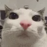 stare