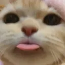 FR_catblep