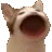 popcat