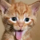 cattykit cattykit