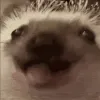 eatinghedgehog
