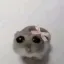 Sad_Hamster