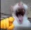 Crazycat CrazyCat Discord Emoji