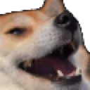 corgilaugh