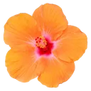 orangeflower