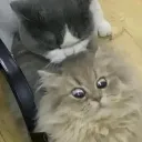 BITEY