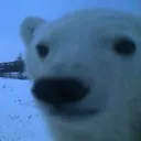 wolf_weirdlookin