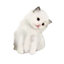 whitekitten