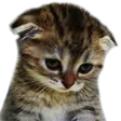 sadCat