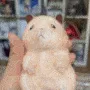 ddungjjungyeet