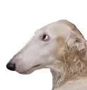hmmzoi