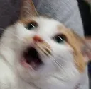 catwuuuut catwuuuut