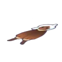 flat_ayden