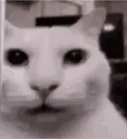 cat2