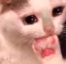 bnx9__opsiicat bnx9__opsiicat