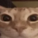 catostare