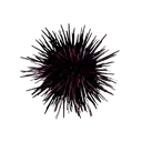 urchin