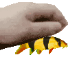 REGHETTHERGEGEGECLOWNLOACH