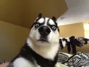huhhusky